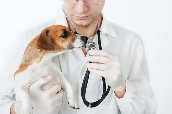 Vet män hålla en hund jack russel terrier på vit bakgrund. — Stockfoto