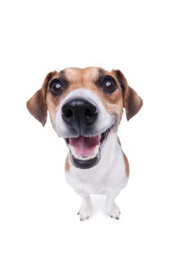 jack russel terrier köpek gülümsüyor.