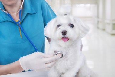 köpek veteriner