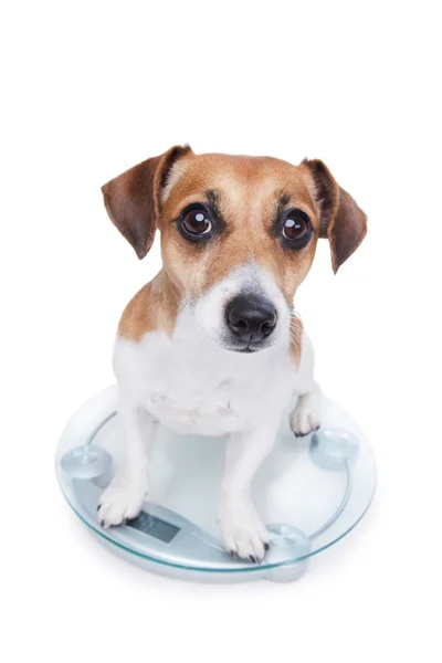 Pies środki masy ciała — Zdjęcie stockowe