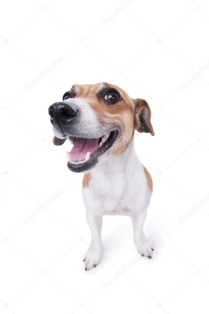 Featured image of post Cachorro Sorrindo Fundo Branco : Baixe estas foto grátis sobre cachorro beagle sentado com fundo branco, e descubra mais de 7 milhão de fotos de arquivo profissionais no freepik.