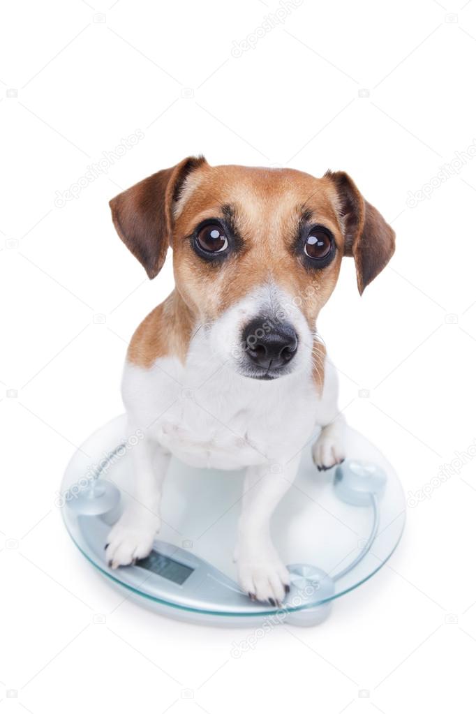 Dog measures your weight