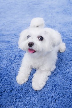 Malta puppy