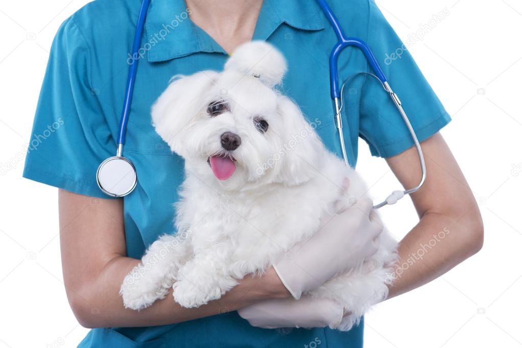 Cute maltese dog with veterinarian