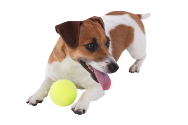 jack russel Terrier yavrusu oyuncakla oynamak