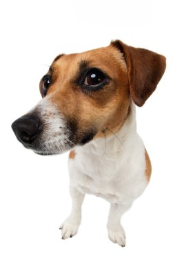 köpek jack Russell terrier merakla bakıyor