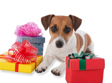 yavru köpek hediye kutuları ile.