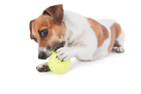 Hund med leketøy. Jack Russell terrier med tennisball – stockfoto