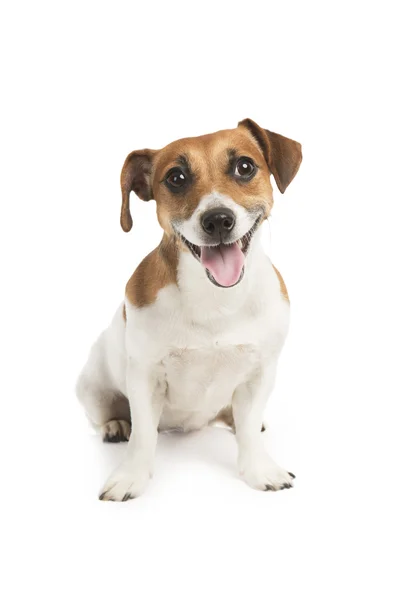 Lindo perro mirando a la cámara con una sonrisa, su lengua. Cachorro sonriente . — Foto de Stock
