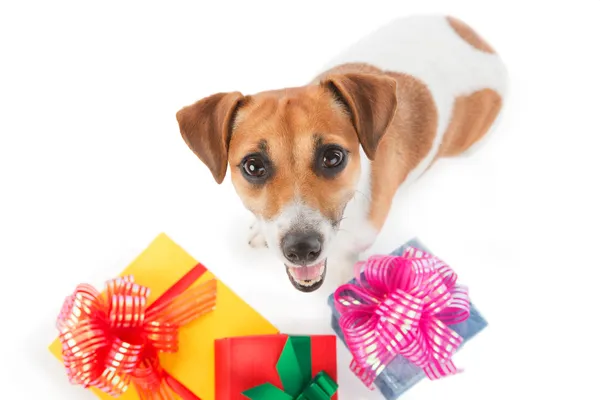 Perro Jack Russel terrier está sentado cerca de las cajas presentes en el fondo blanco. Toma mi regalo. Mirando hacia arriba —  Fotos de Stock
