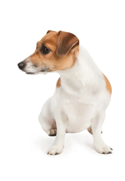 Niedlichen Jack Russel Terrier Hund. Hund schaut zur Seite auf weißem Hintergrund. Studioaufnahme. — Stockfoto