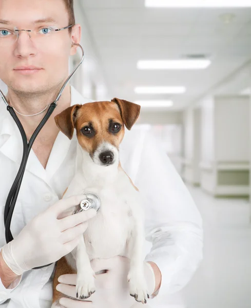 Veterinaria sosteniendo perro — Foto de Stock