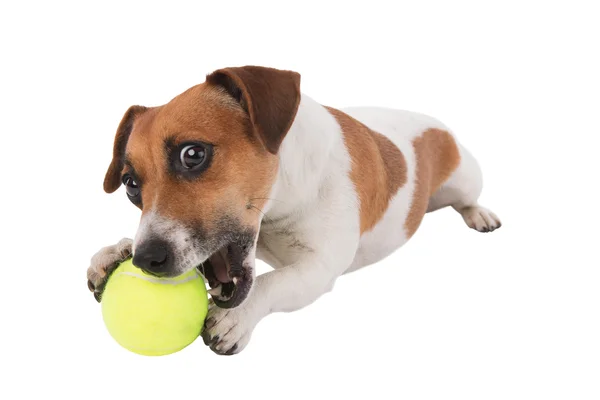 Jack Russel terrier cachorro está jugando con juguete — Foto de Stock