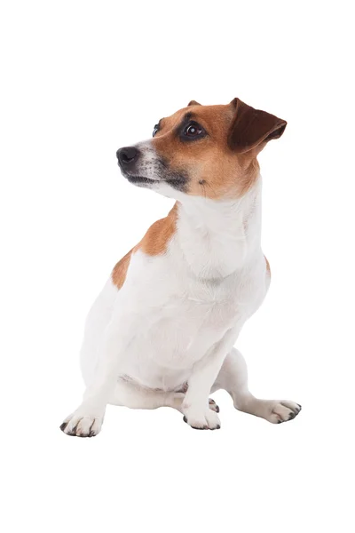 Jack Russell terrier mencari ke samping — Stok Foto