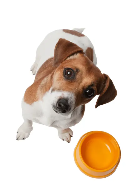 Cute dog Jack Russell is waiting for meal — Stock Photo, Image