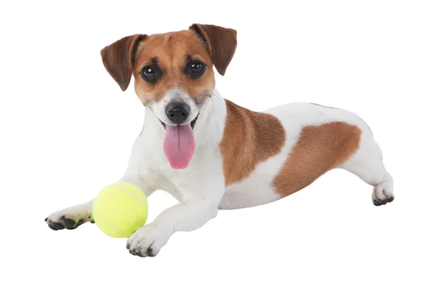 Jack Russel terrier puppy is playing with toy — Stock Photo, Image