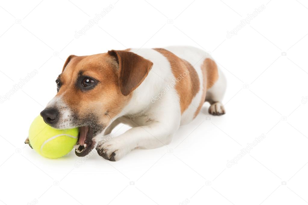 Dog with pleasure is chewing yellow tennis ball. Jack Russel terrier puppy is playing with toy on white. Studio shot