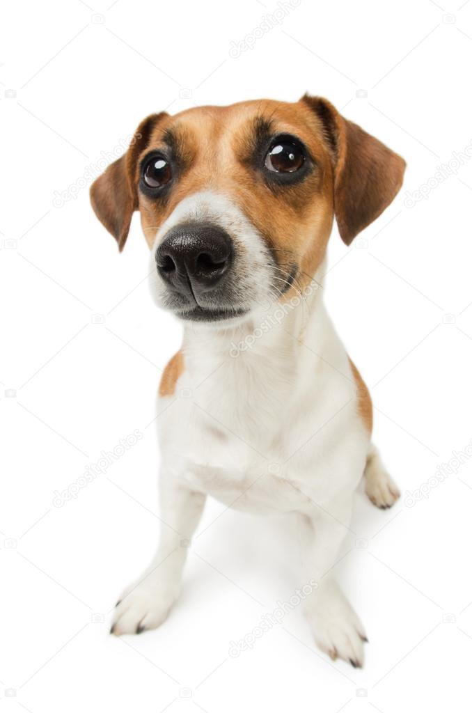 Cute Jack Russel terrier dog. Dog with big nose on white background. Studio shot.