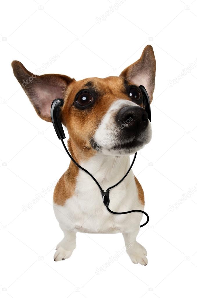 Dog with headphones.