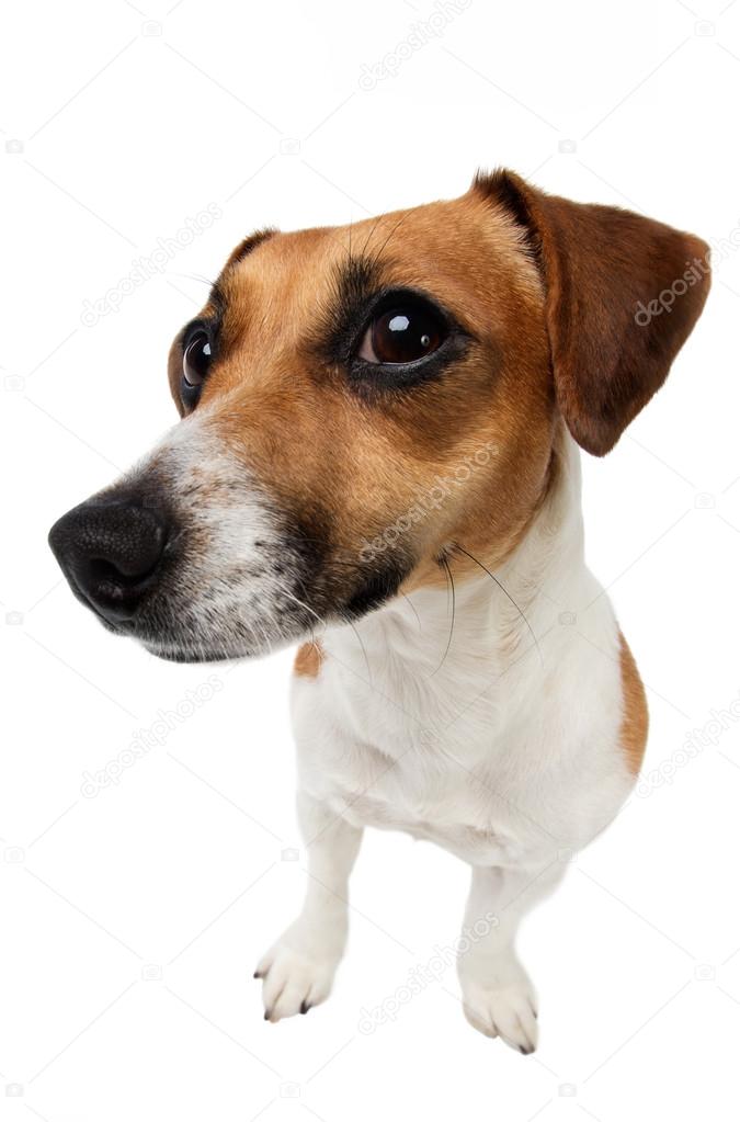 Dog Jack Russell terrier is looking with curiosity
