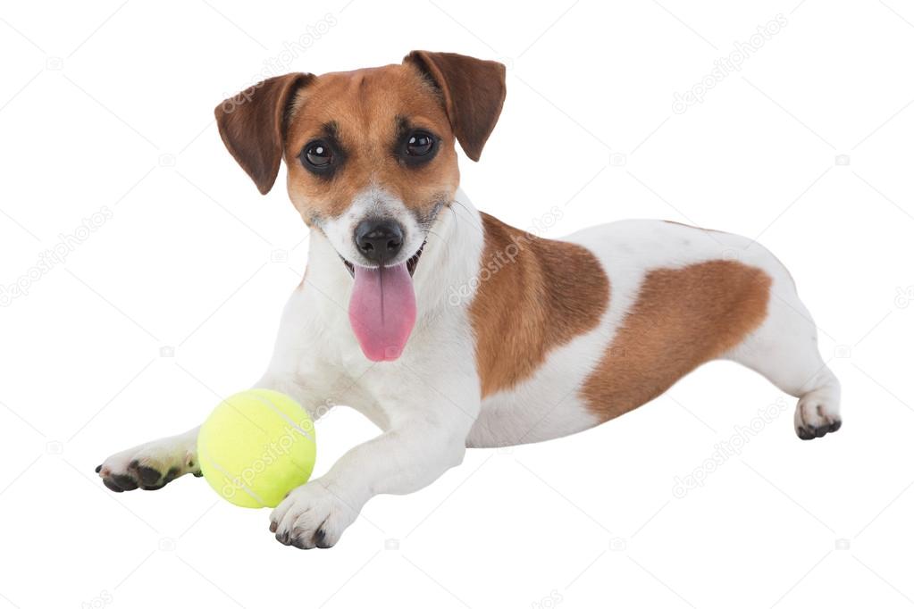Jack Russel terrier puppy is playing with toy