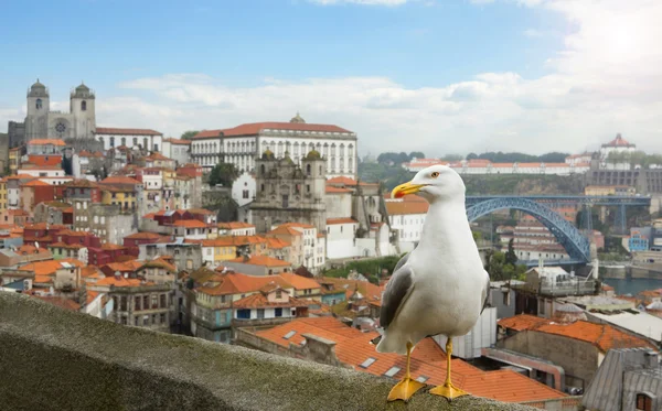 Schöne möwe auf dem hintergrund des panoramas von porto, portugal. — Stockfoto