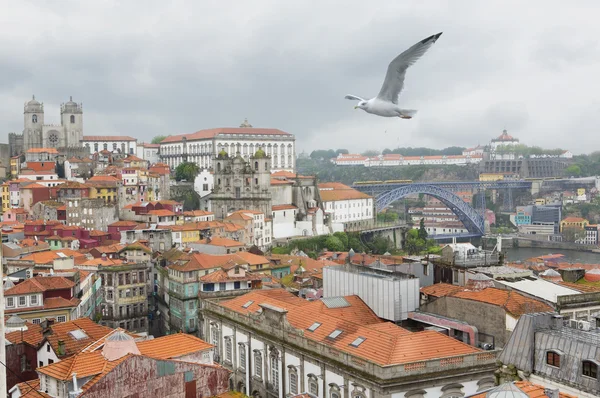 Seagull flying over the historic center of Porto Portugal — Stock Photo, Image