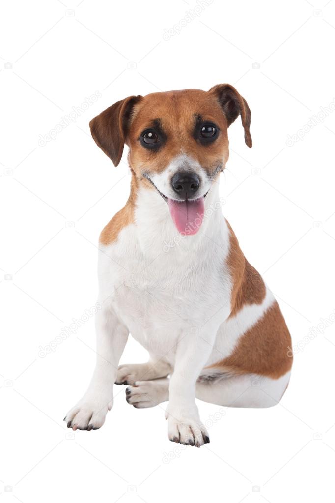 Dog Jack Russell terrier looking at the camera