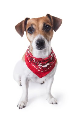 sevimli köpek içinde kırmızı bandana