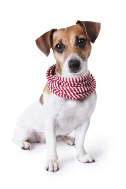 şık, Aksesuar, çizgili bir eşarp ile köpek