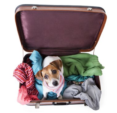 sevimli köpek bir bavulun içinde oturur