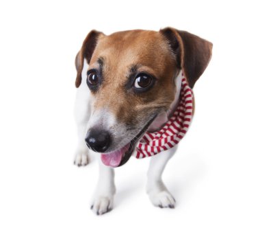 köpek ile şık bir aksesuar