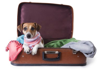seyahat için bir bavul içinde yatan köpek