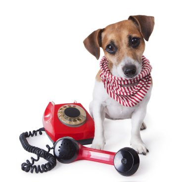 retro telefon ile köpek