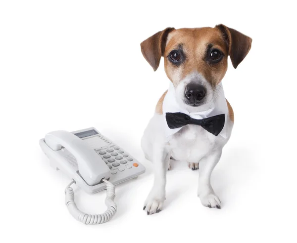 Contact us pet — Stock Photo, Image