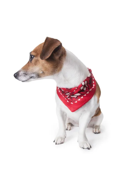 Hond in een trendy rode bandana — Stockfoto