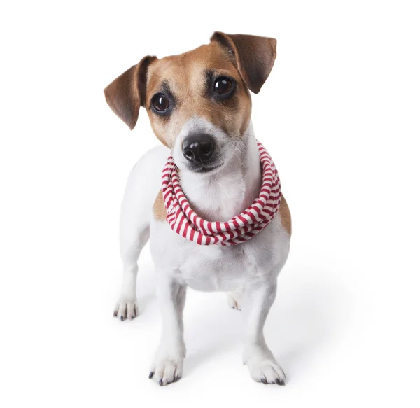 Cão com um cachecol listrado acessório elegante — Fotografia de Stock