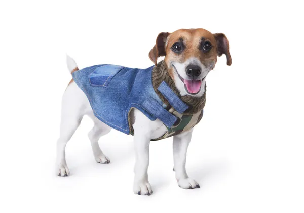 Little dog at the fashion denim coats — Stock Photo, Image