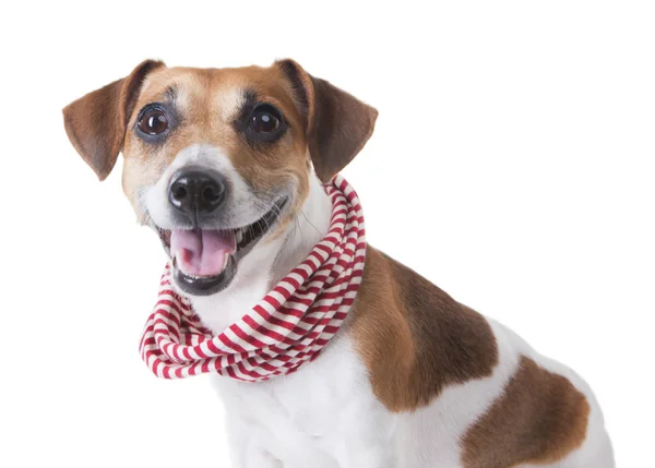 Close-up van portret van een schattige kleine hond — Stockfoto