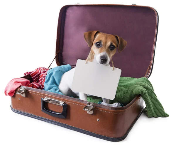 Köpek nereye sen-ebilmek yer metninizi göğsünde bir tablet ile bir bavul