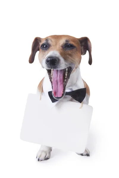 Dog with poster Stock Photo