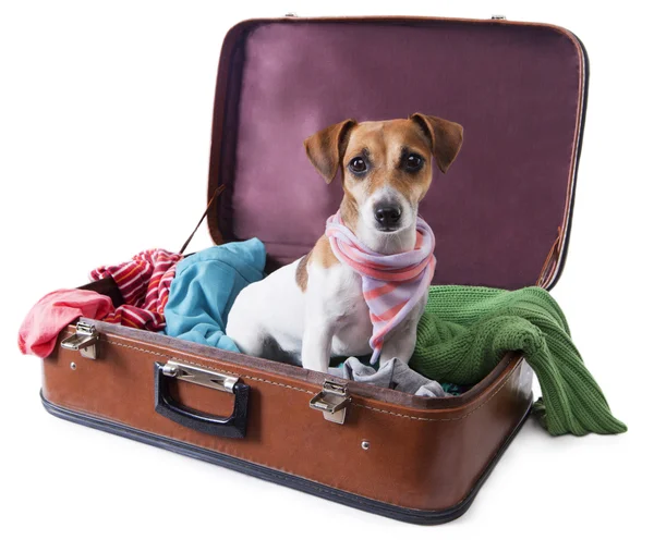 犬旅行用スーツケースに立地 — ストック写真