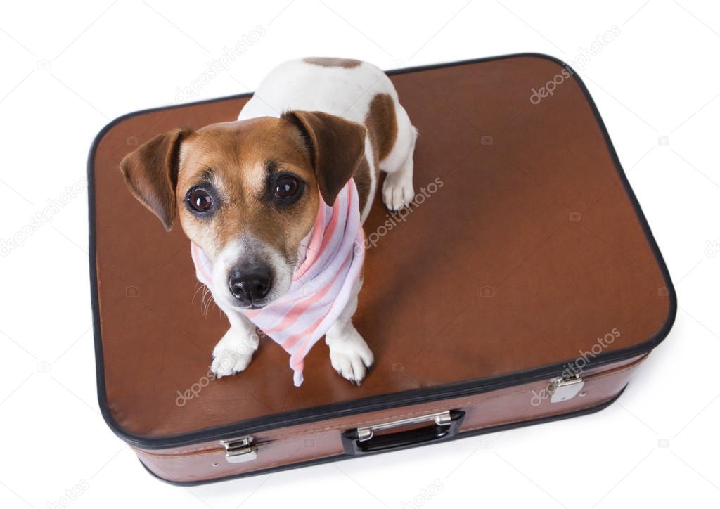 Small dog sits on closed suitcase
