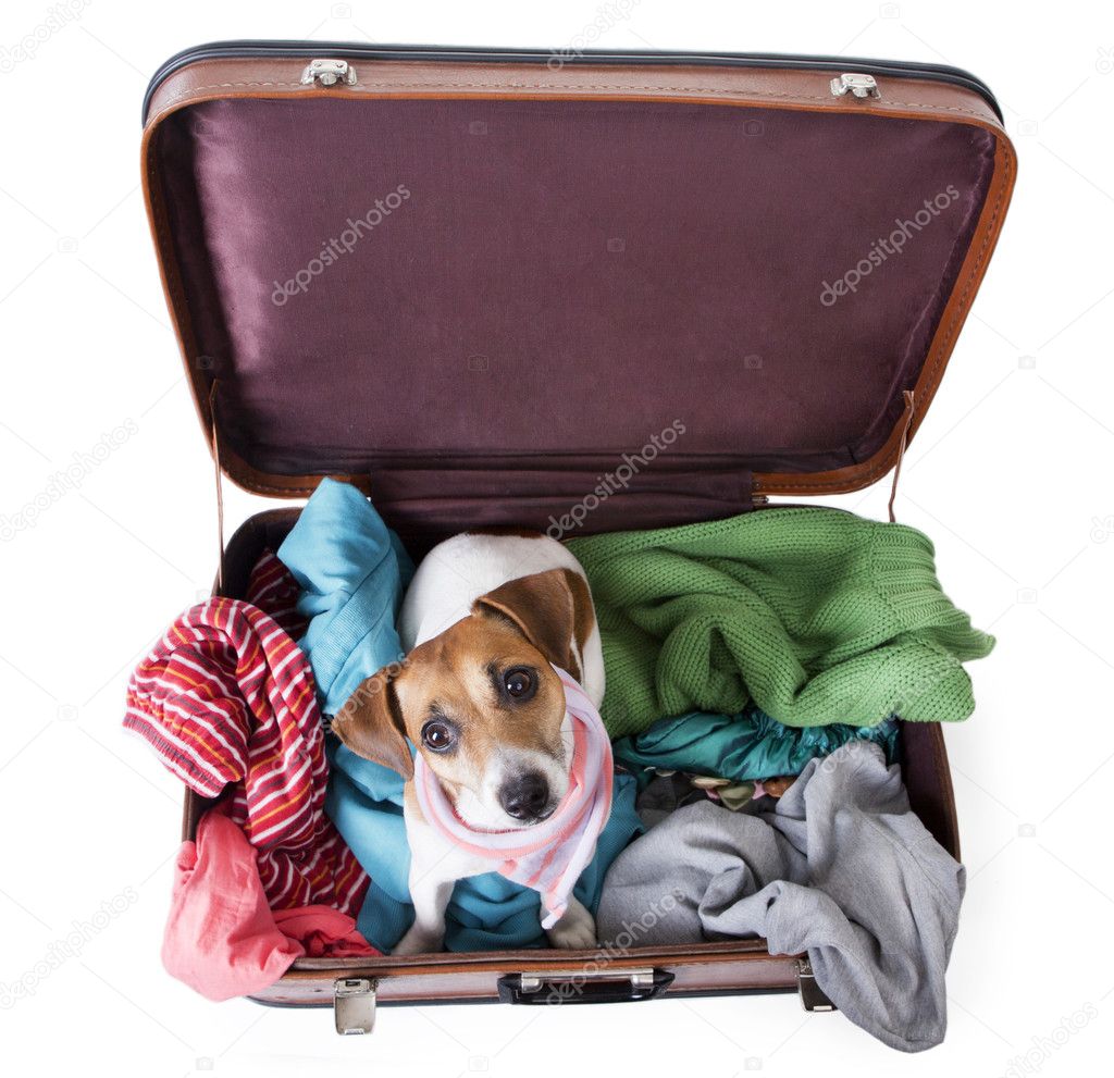 Cute dog sits in a suitcase