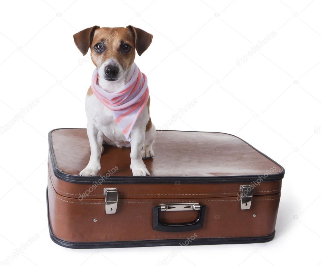 Dog sits on suitcase for globetrotting