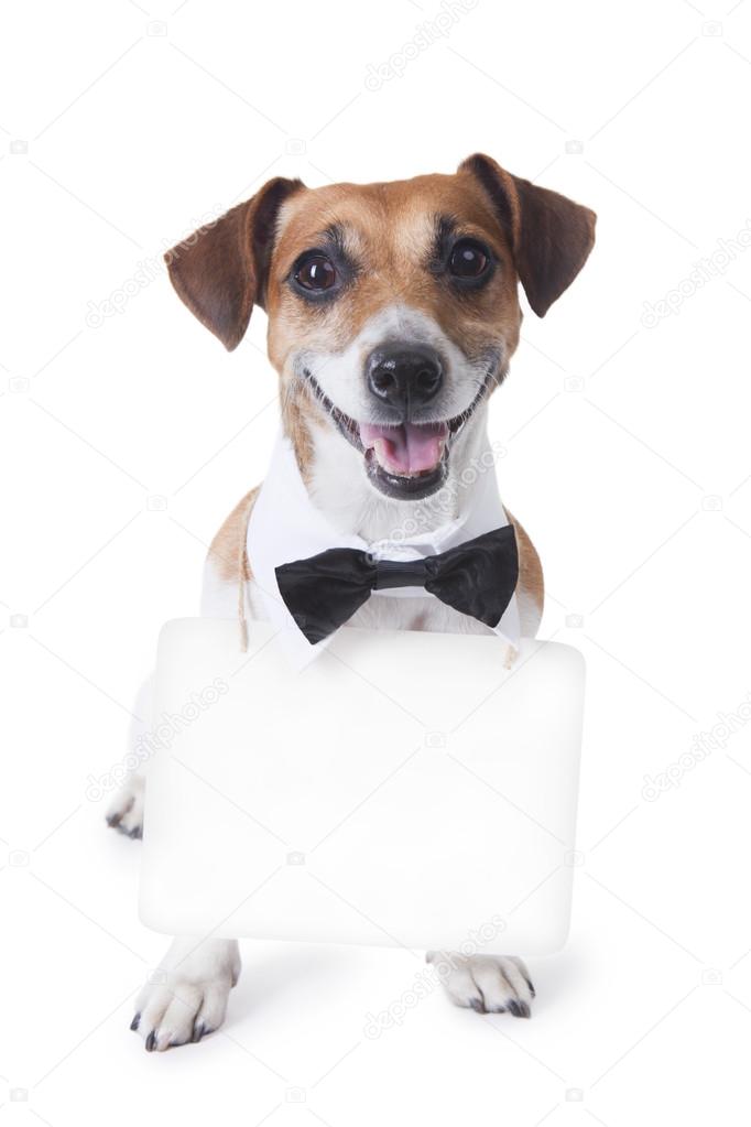 Dog with bow tie and banner