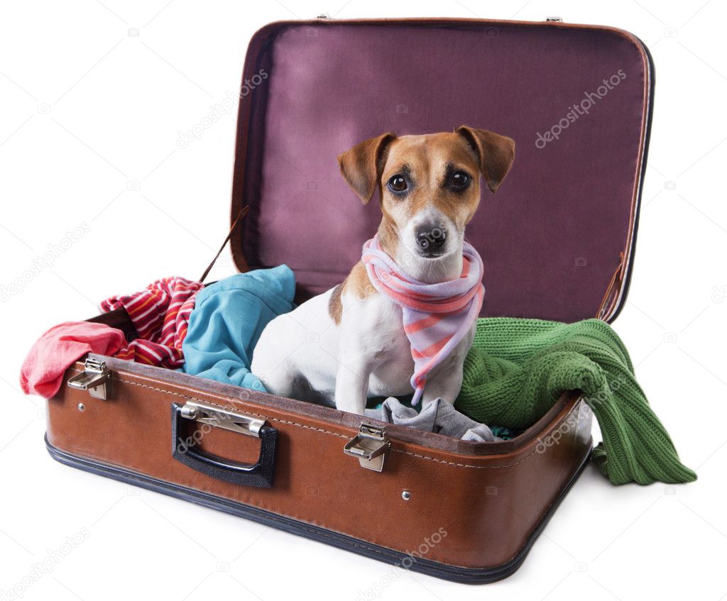 Dog siting in suitcase for traveling