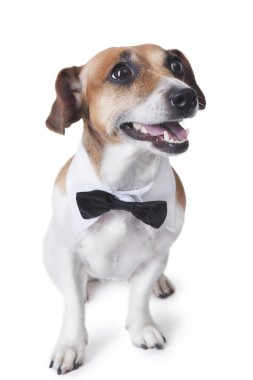 kravat ile zarif köpek