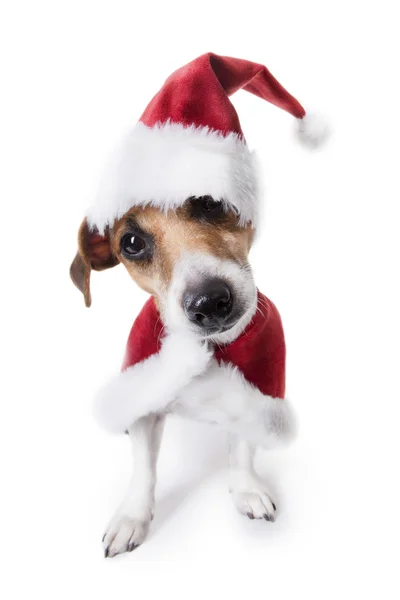 Pequeño perro ayudante de Santa —  Fotos de Stock