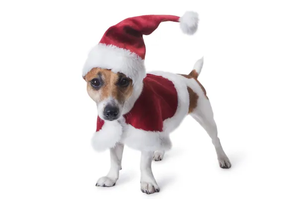 Santa's little helper. — Stock Photo, Image